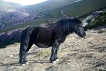 Poney noir à l'arrêt de profil dans un paysage de montagne.