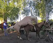 photo en couleur d'un cheval dans un élevage