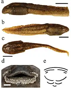 Description de l'image Astylosternus montanus (10.3897-zse.95.32793) Figure 9.jpg.