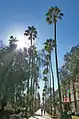 Silhouette typique de Washingtonia robusta planté en alignement. Université d'État de l'Arizona.