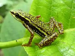 Description de l'image Atelopus coynei Andreas Kay.jpg.