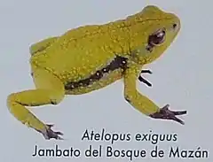 Description de l'image Atelopus exiguus.jpg.