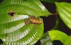 Description de l'image Atelopus franciscus.jpg.