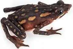 Description de l'image Atelopus longirostris female.jpg.