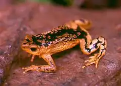 Description de l'image Atelopus patazensis02.jpg.