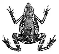 Description de l'image Atelopus pulcher (1 - upper view).jpg.