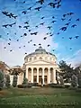 L'athénée roumain avec des oiseaux. Décembre 2019.