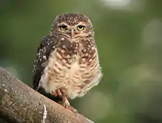 Une chevêche sur une branche