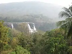 Nature autour des chutes d'Athirapilly.