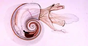 Anatomie d'un mollusque du genre Atlanta (Atlantidae).