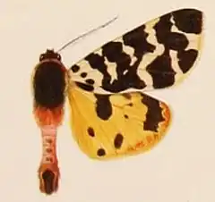 Description de l'image Atlantarctia tigrina tigrina.JPG.