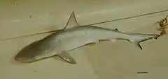 Description de l'image Atlantic sharpnose shark nmfs.jpg.