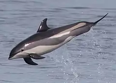 Description de l'image Atlantic_white-sided_dolphin_(cropped).jpg.
