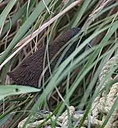  Un oiseau noir pénétrant dans des herbes hautes