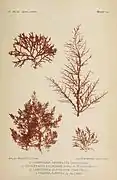 Lomentaria articulata (Lomentariaceae).