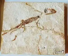 Fossile d'Atoposaurus oberndorferi,Crocodyliformes du calcaire de Solnhofenau musée Teyler de Haarlem (Pays-Bas).