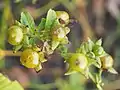 Les baies jaunes translucides d' Atropa belladonna lutea .