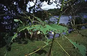 Atta colombica au Panama : ouvrières découpant des feuilles.