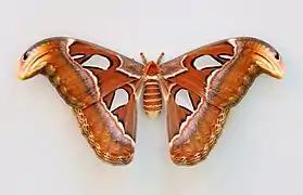 Attacus atlas - femelle