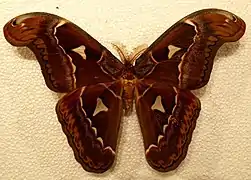 Attacus dohertyi mâle.