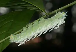 Une larve de Attacus taprobanis sur un Swietenia macrophylla.