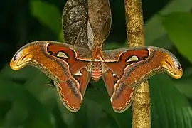 Un Attacus taprobanis mâle, dans le Kerala, Inde.