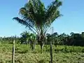 Attalea maripa épargné par le défrichement, dans un pré à Turiaçu (Maranhao, Brésil).