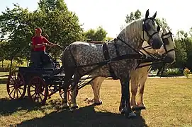 Attelage de Percherons en paire, mondial Percheron 2011