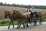 Chevaux Fjord attelés en paire.