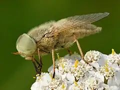 Atylotus rusticus (en)