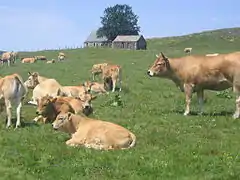 Des vaches Aubracà côté d'un buron.