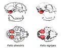 Vue de profils anatomiques de cranes de chats et de leurs bulles tympaniques.
