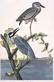 Bihoreaux violacés (Nycticorax violaceus).