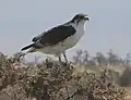 lac Manyara (Tanzanie)