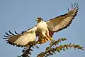 prenant son envol dans le parc national du Serengeti.