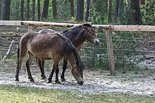 Deux poneys devant une barrière en bois.