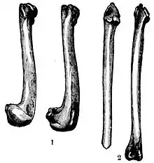 Esquisse de quatre os de Grand Pingouin. Les deux premiers sur la gauche sont plus courts et finissent en forme de crochet, tandis que le troisième est plus étroit. Le quatrième est intermédiaire.