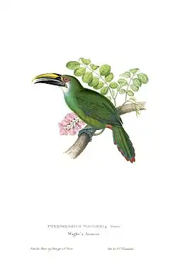 Description de l'image Aulacorhynchus wagleri.jpg.