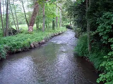 Photographie de l'Aune à Luché-Pringé.