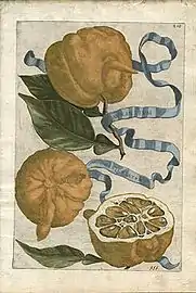 Aurantium corniculatum d'après Giovanni Battista Ferrari