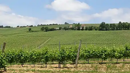 Coteau habillé de vignes qui englobent un domaine