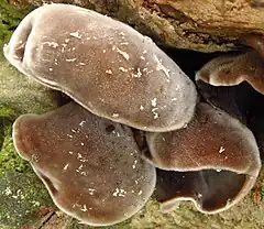 Description de l'image Auricularia polytricha redux2.jpg.