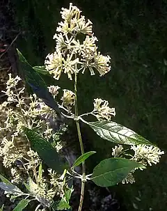 Description de l'image auriculata.jpg.