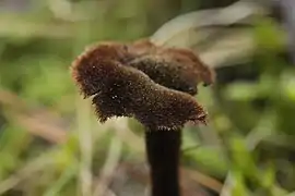 Velours du chapeau