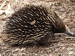 Échidné à nez courtTachyglossus aculeatusTachyglossidae