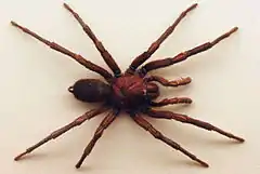 Description de l'image AustralianMuseum spider specimen 27.JPG.