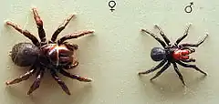 Description de l'image AustralianMuseum spider specimen 42.JPG.