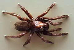 Description de l'image AustralianMuseum spider specimen 51.JPG.