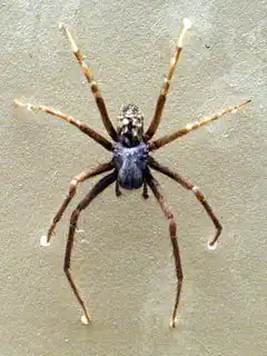 Description de l'image AustralianMuseum spider specimen 66.JPG.