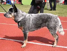 Bouvier australien, robe bleue, lors d'une exposition canine à Konopiska.